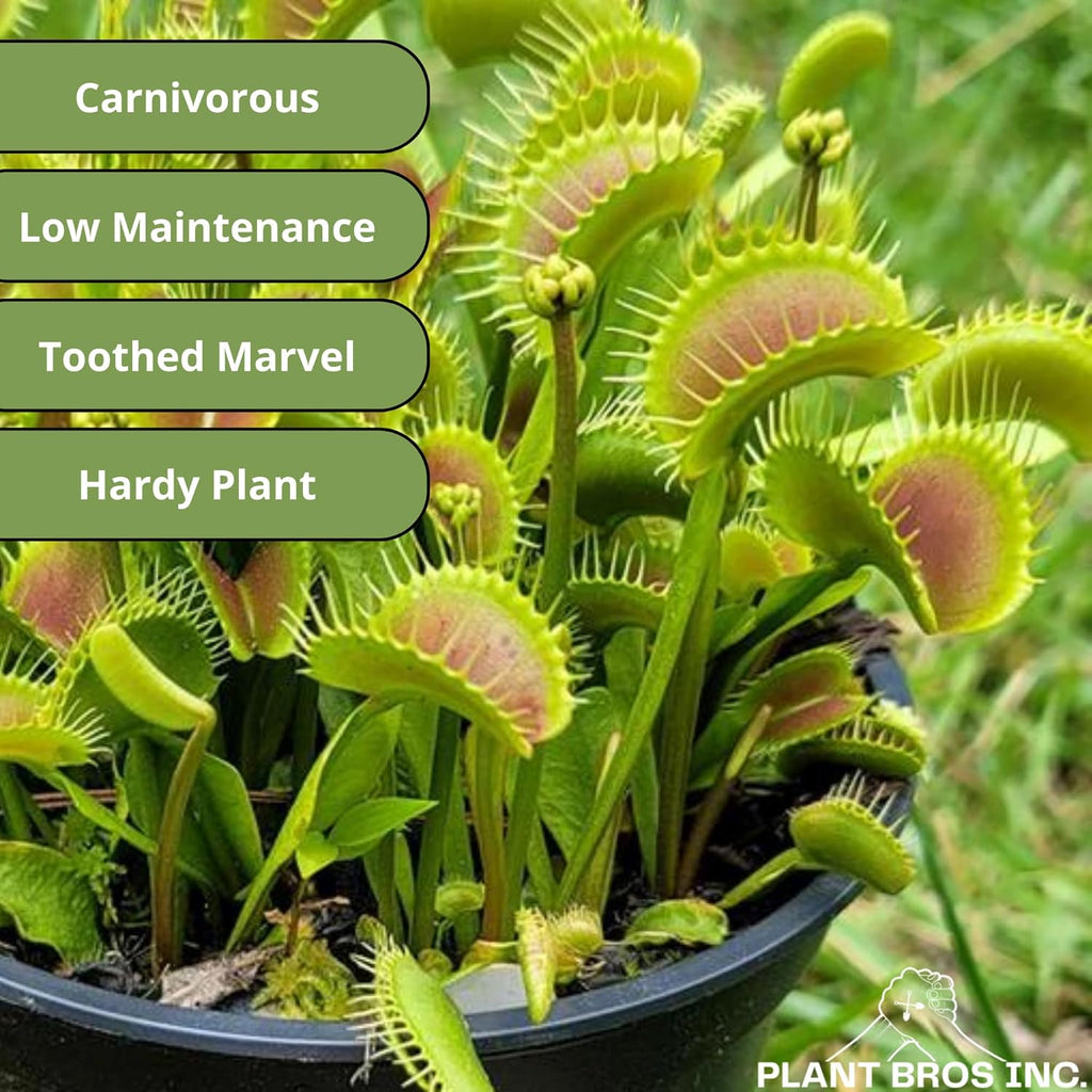 Venus Fly Trap Dente Bare Root Carnivorous Plant, Compact Hardy Serrated Edge A516262