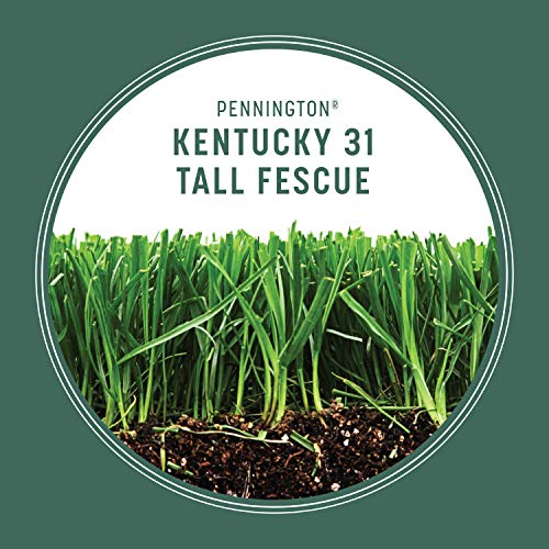 Kentucky 31 Tall Fescue Grass Seed 20 lb & Starter Lawn Fertilizer 14 lb O40443
