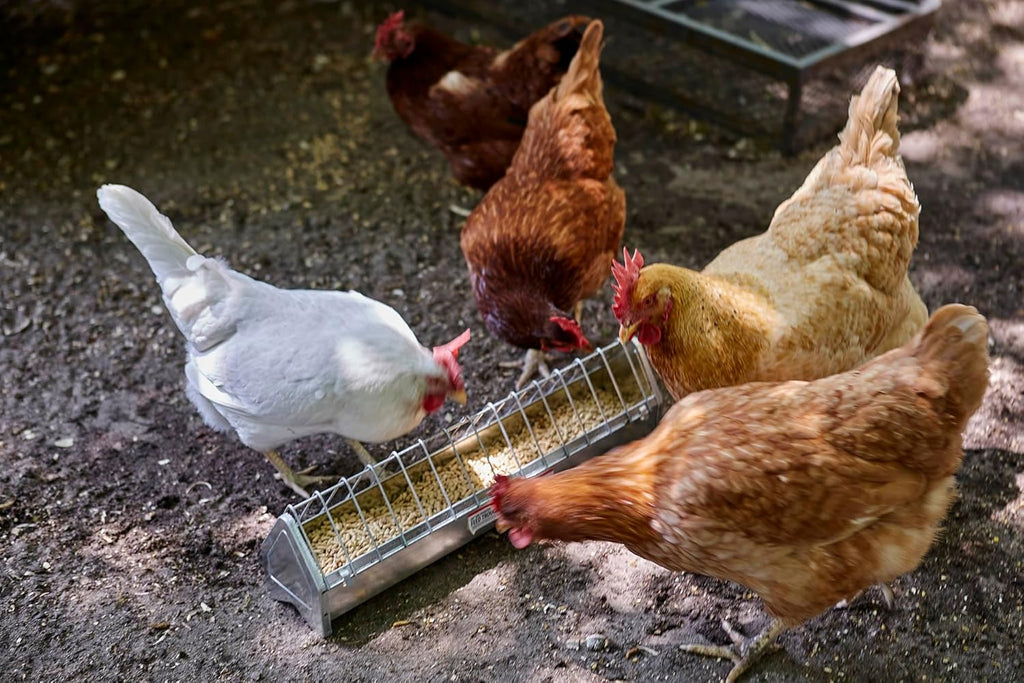 Galvanized Steel Poultry Trough Feeder with Grate, 20" J81039