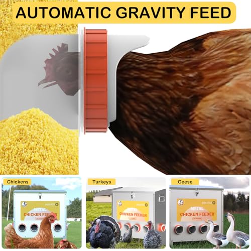 Automatic Metal Chicken Feeder, 85lbs Capacity, 10-Port Q521