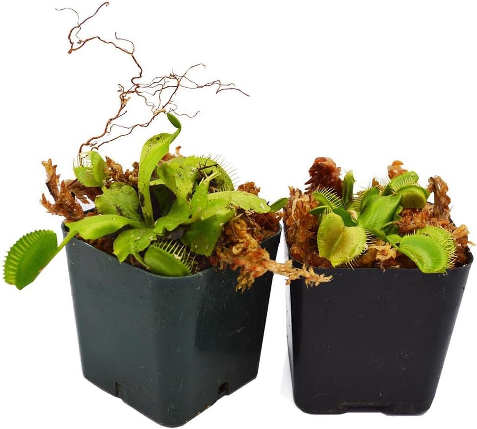 Venus Flytrap Carnivorous Plant 2 Pack W120794