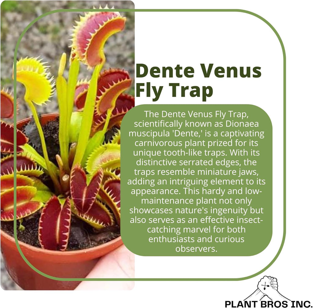 Venus Fly Trap Dente Bare Root Carnivorous Plant, Compact Hardy Serrated Edge A516262