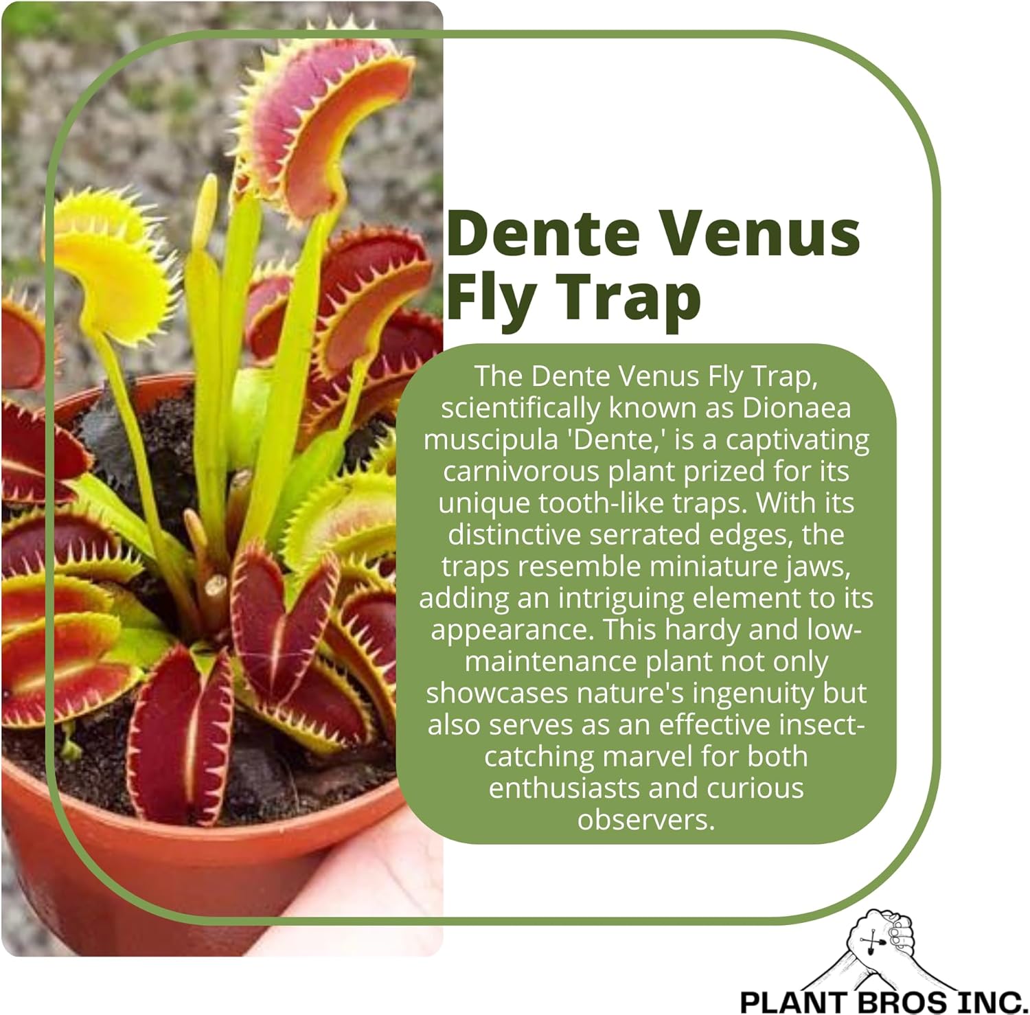 Venus Fly Trap Dente Bare Root Carnivorous Plant, Compact Hardy Serrated Edge A516262