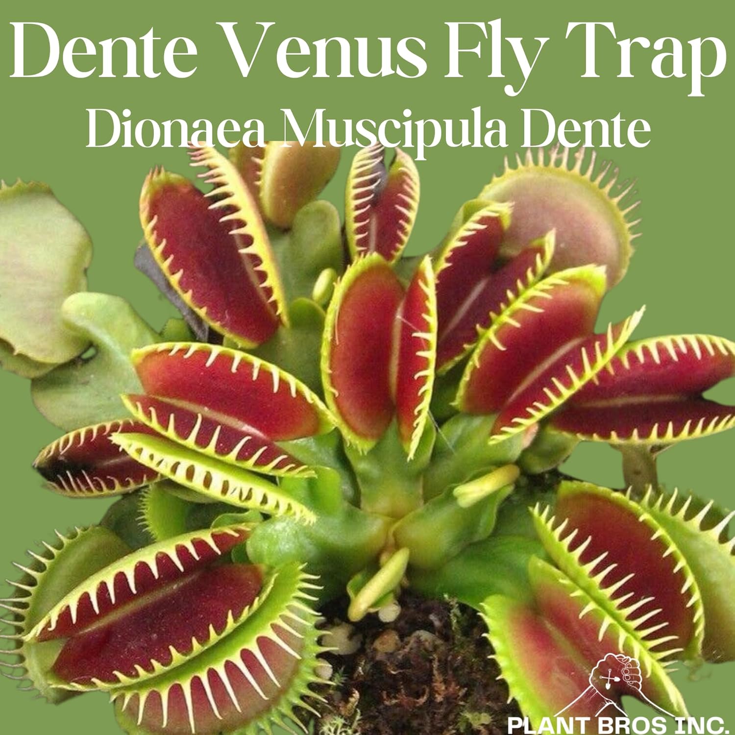 Venus Fly Trap Dente Bare Root Carnivorous Plant, Compact Hardy Serrated Edge A516262