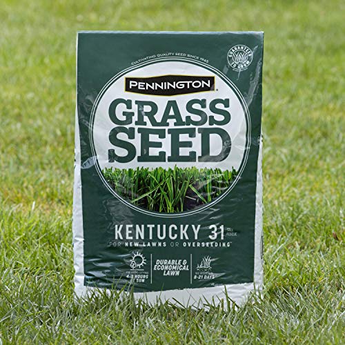 Kentucky 31 Tall Fescue Grass Seed 20 lb & Starter Lawn Fertilizer 14 lb O40443