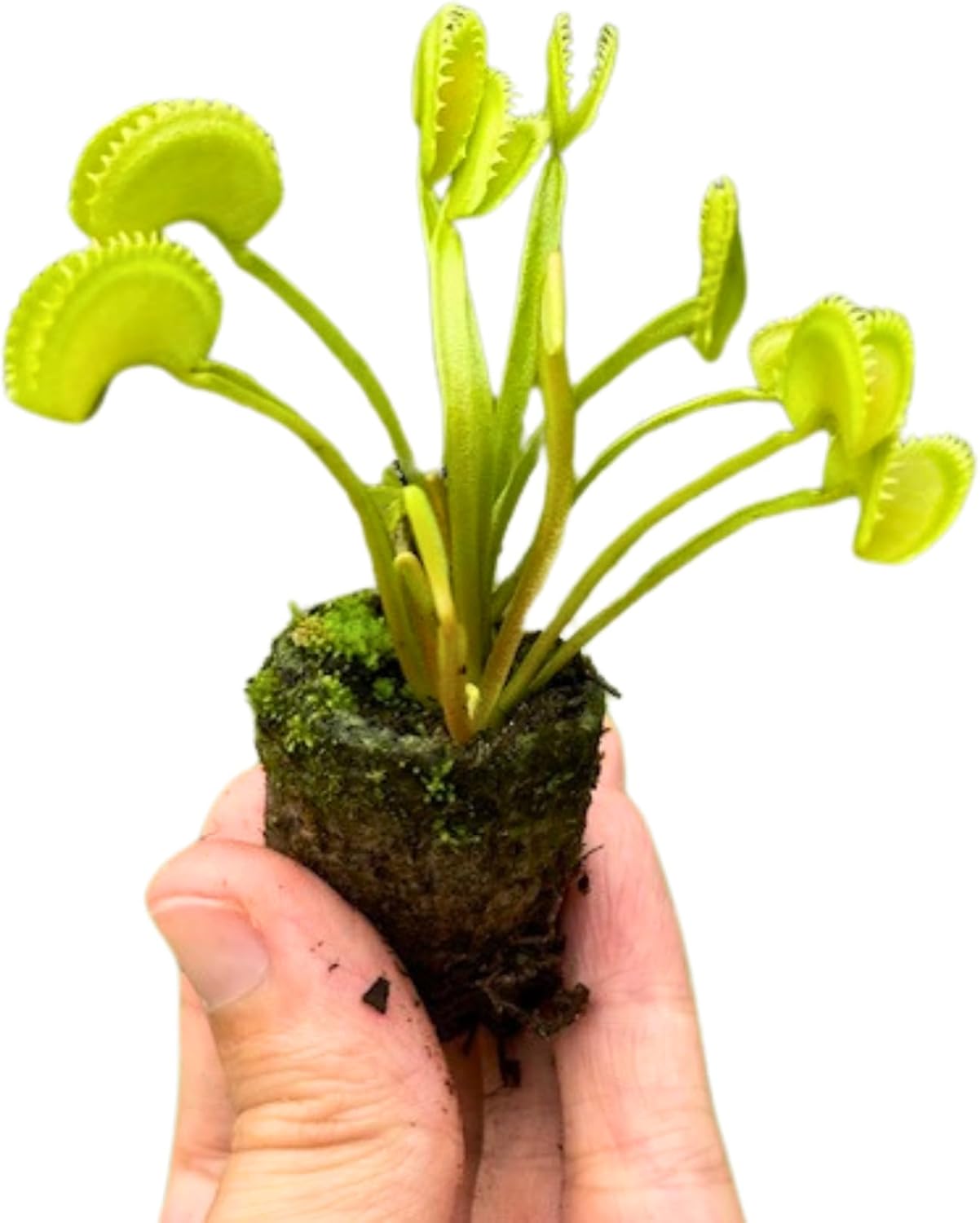Venus Fly Trap Dente Bare Root Carnivorous Plant, Compact Hardy Serrated Edge A516262