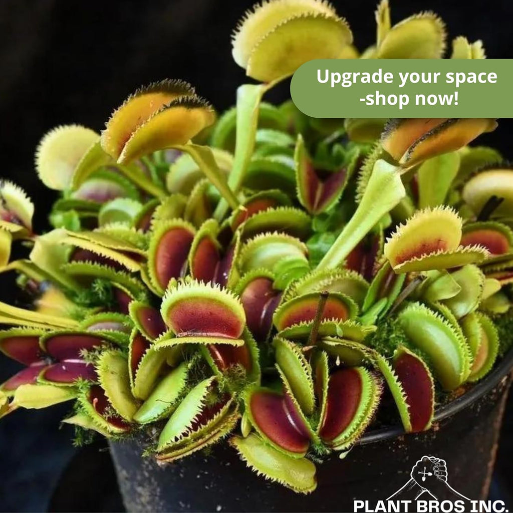 Venus Fly Trap Dente Bare Root Carnivorous Plant, Compact Hardy Serrated Edge A516262