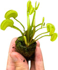 Live Dente Venus Fly Trap Dionea Muscipula 'Dente' Variety Bare Root Carnivorous Plant 2-4 Inches Compact and Hardy Dionaea muscipula Serrated Edge Venus Fly Trap, Green